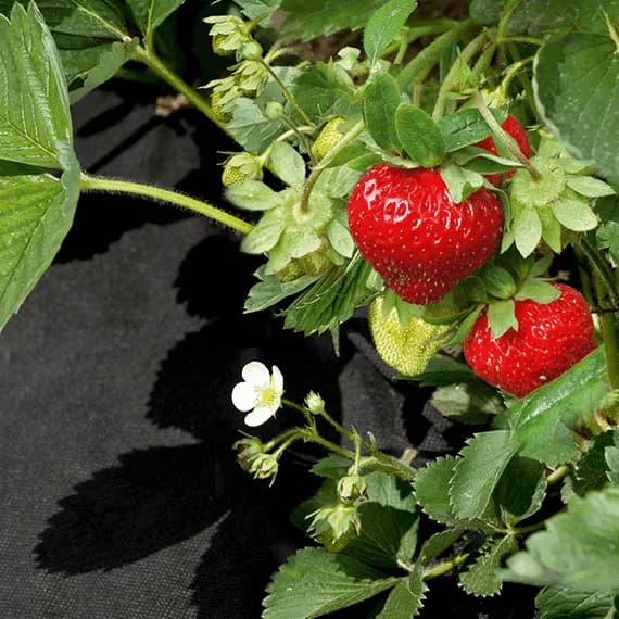 AGRIMPEX AGRO-NOWA GRÆS SORT 3,2M x 5M 16m2