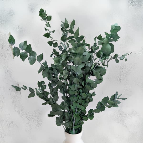 Stabiloitu eukalyptus - Stuartiana - Vihreä