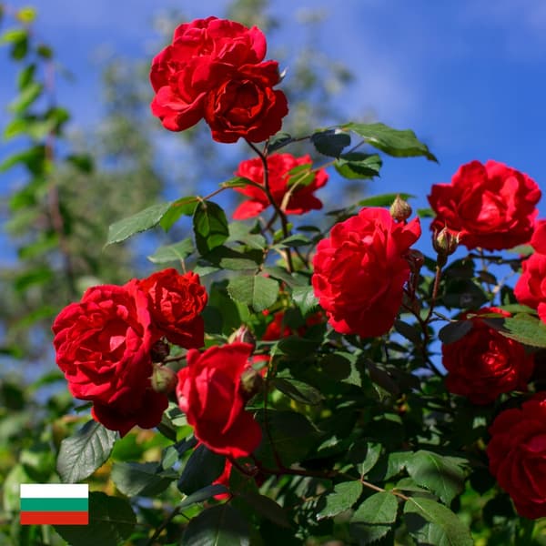 Naturlig rosenolja - Rosenbladsolja