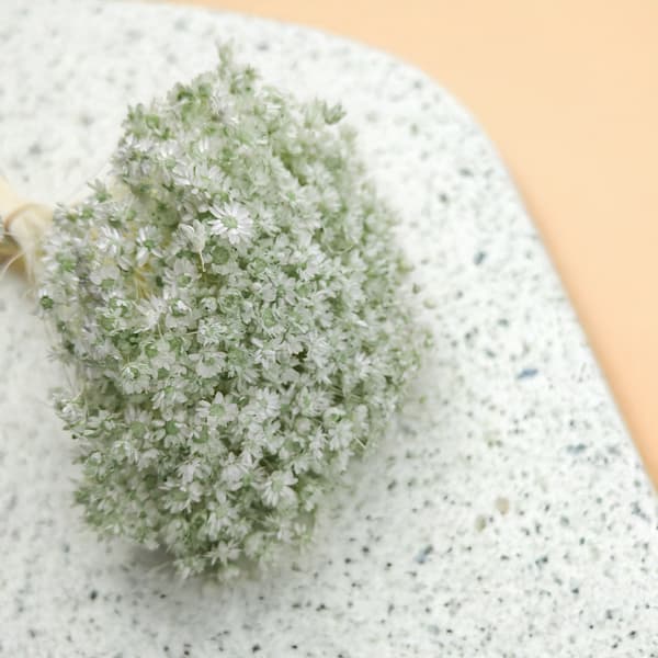 Kuivattu Glixia - (Glycine Comanthera) - Minttu
