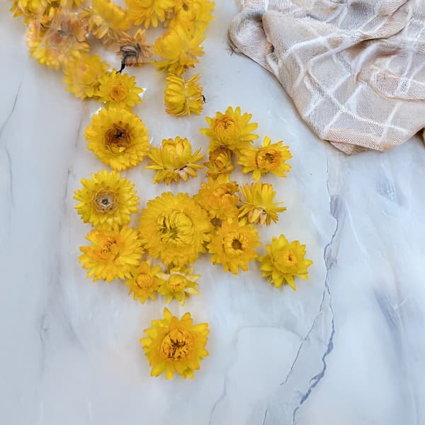 Tørrede Helichrysum - Hoveder - (Helichrysum) - Gule