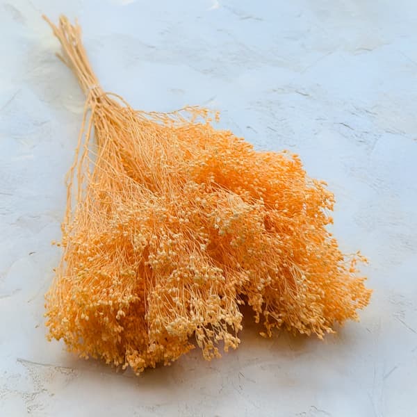 Tørret kostblomst - Kost - Fersken
