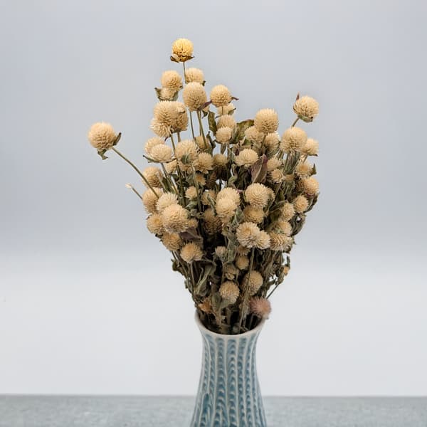 Tørret Gomphrena Globulus - (Globular Eternal) - Hvid