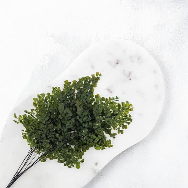 Stabiliseret bregne - Adiantum