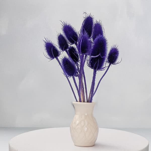 Kuivattu ohdake - (Teasel) - Sininen