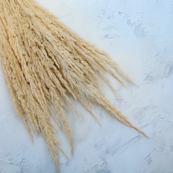 Sandrörsgräs (Calamagrostis epigejos) - Vit