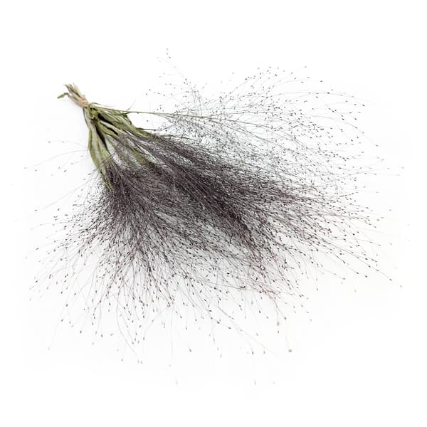 Switchgrass (Panicum virgatum) - Luonnollinen