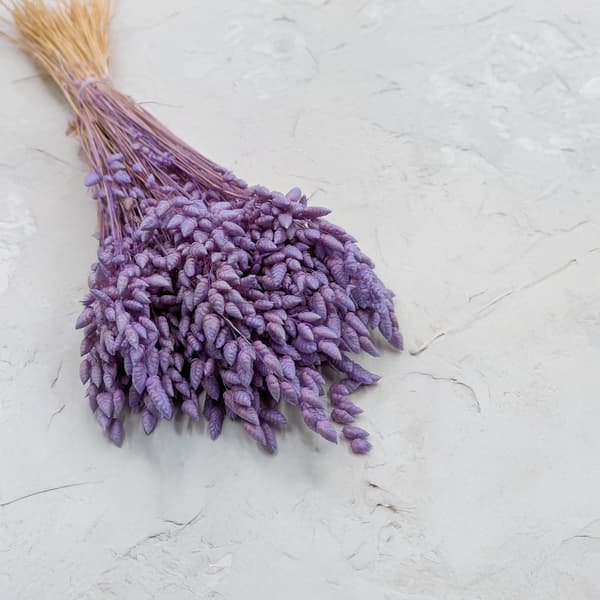 Torkad darrande växt - (Briza Maxima) - Lavendel