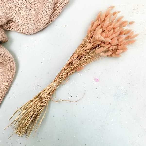 Torkad Lagurus - Lagurus ovata - lax