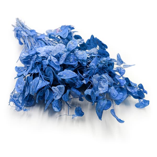 Måneblomst - (Tørret Lunaria) - Blå