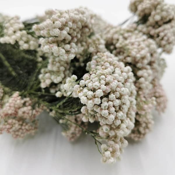 Ozothamnus Diosmi - Vit