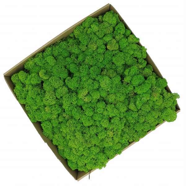 Lavmos - Alpin - Renset - Lysegrøn 500g NETTO