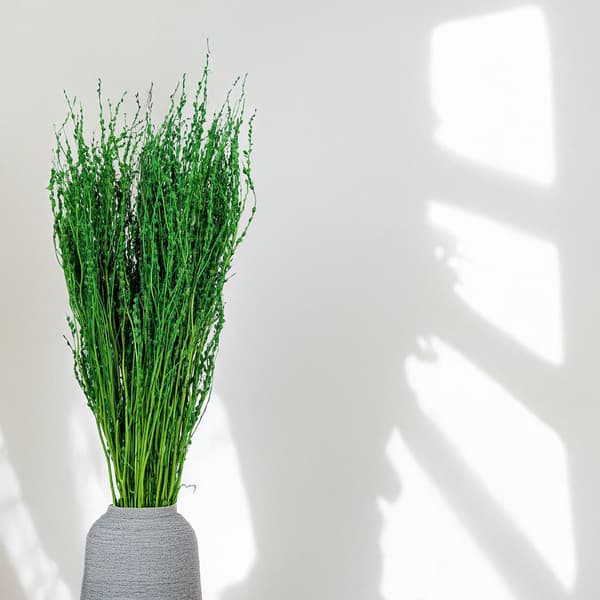 Lepidium (Lepidium sativum) - Grön