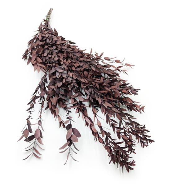 Stabiliseret Eukalyptus - Parvifolia - Rød