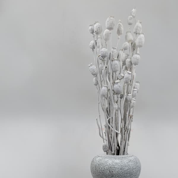 Torkade vallmofrön (Papaver) - Blekta