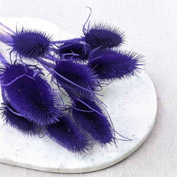 Kuivattu ohdake - (Teasel) - Sininen