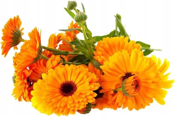 Setablu Calendula Beroligende Gel til Tør og Sensitiv Hud 100ml