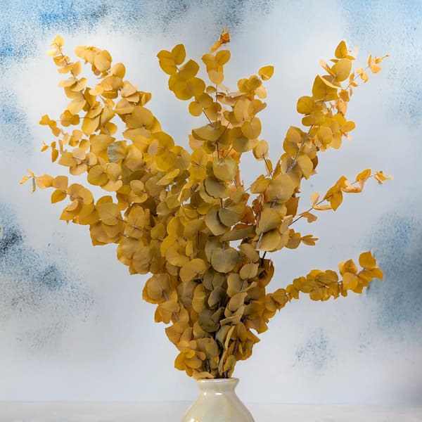 Stabiloitu eukalyptus - Stuartiana - Keltainen