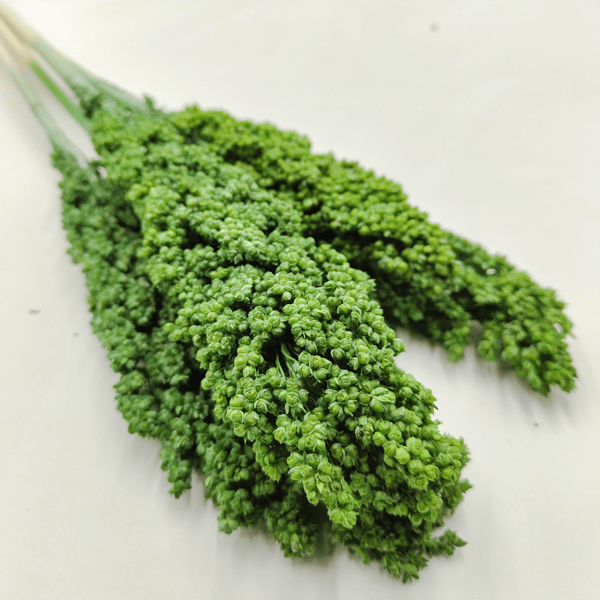 Sorghum millo - (Sorghum) - Grön 5 st