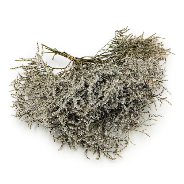 Tørret vinstenslimonium - Limonium Tataricum - Hvid