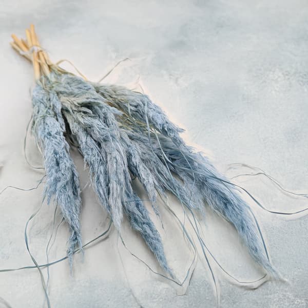 Mini Pampas-ruoho - sininen - 10 kpl -