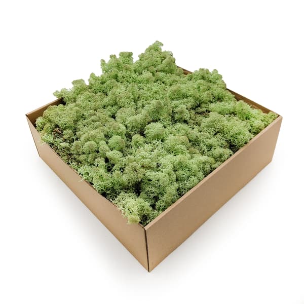 Renmossa - Norge - Mintgrön 50g NETTO
