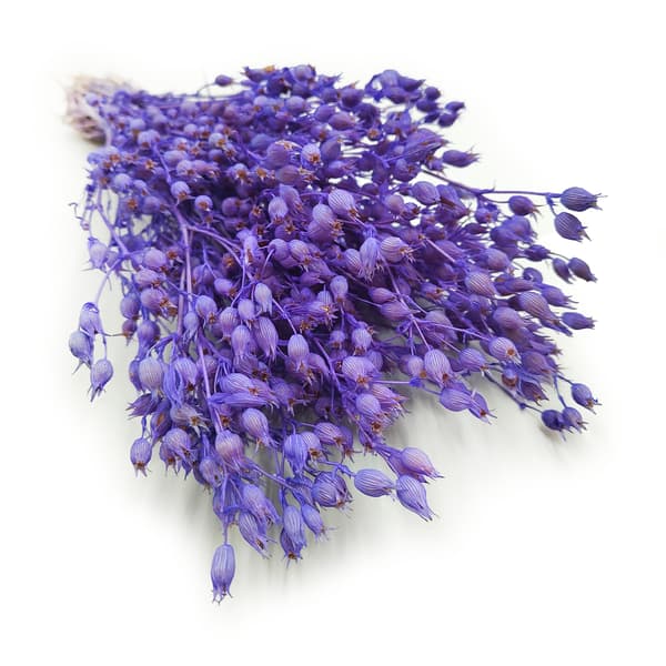 Silene - Laventeli