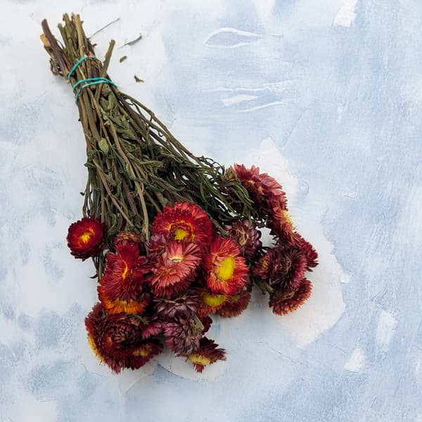 Kuivattu Helichrysum - (Helichrysum) - Punainen rupi