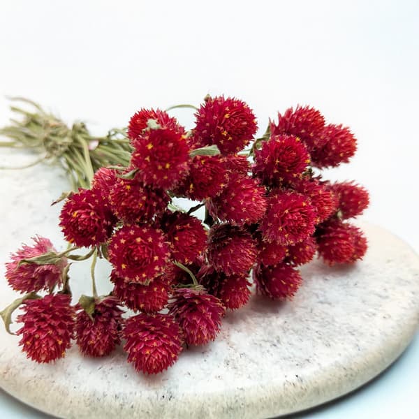 Tørret Gomphrena Globulus - Buket - (Globular Everlasting) - Rød