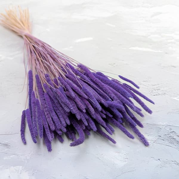 Kuiva ruoho - Timotei (Phleum) - Lila