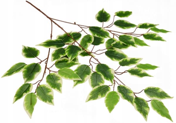 Varjostettu benjaminanoksa, 60 cm, 1 kpl.