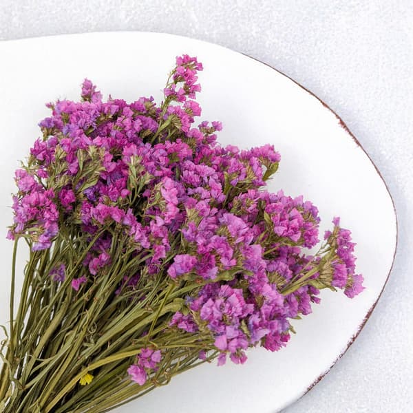 Limonium sinuatum - Rosa