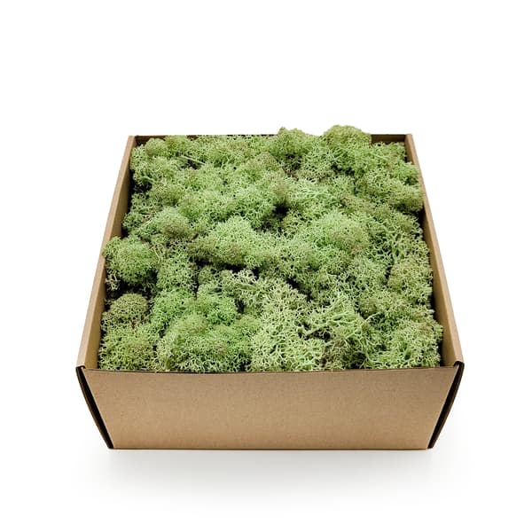 Rensdyrmos - Norge - Mintgrøn 50g NETTO