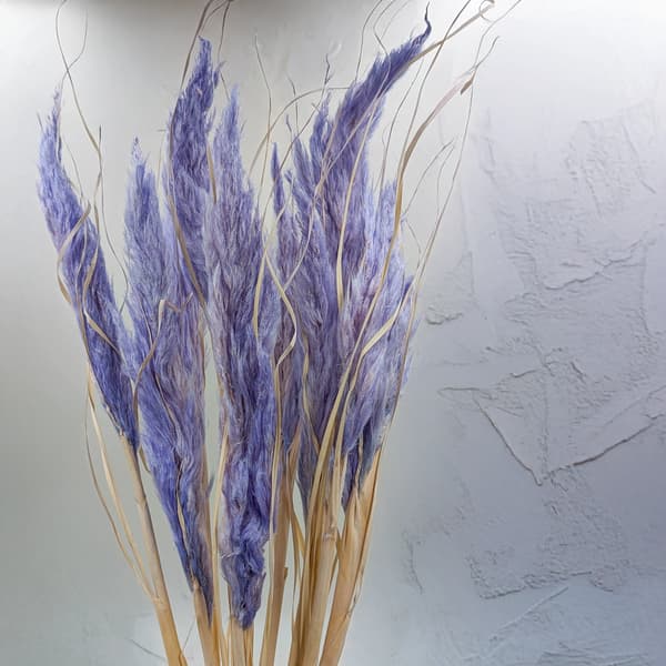 Mini Pampas-ruoho - Laventeli - 10 kpl -