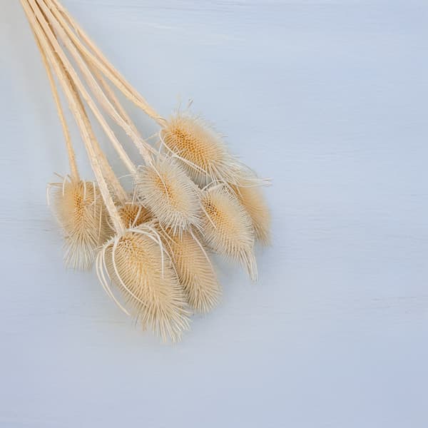 Torkad Tistel - (Teasel) - Blekt