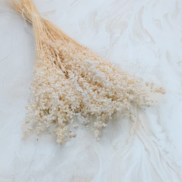Briza Minima - Tørret Mini - (Briza Minima) - Bleget