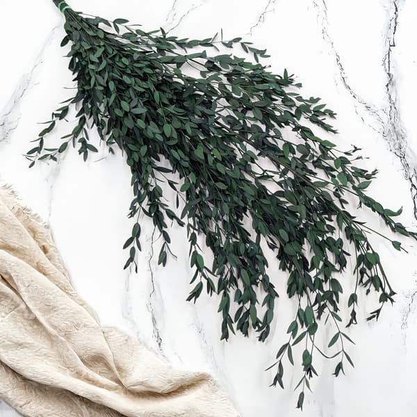 Stabiliseret Eukalyptus - Parvifolia - Grøn
