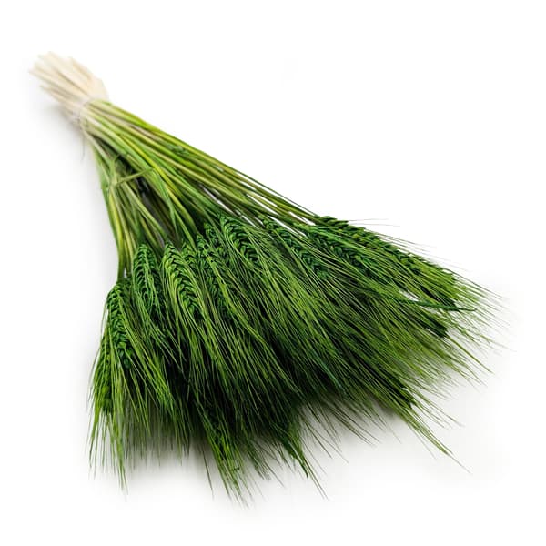 Tørret triticale - flaskegrøn