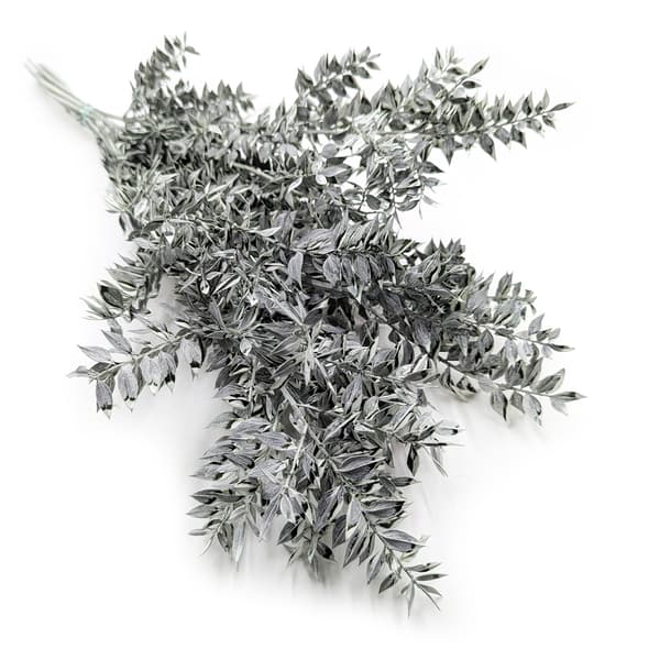 Stabiliseret Ruscus - (Ruscus) - Matgrøn