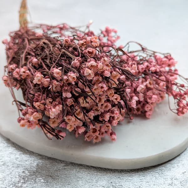 Oxodia Dried - Ljusrosa