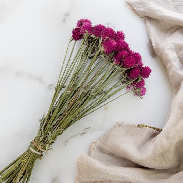 Torkad Gomphrena Globulus - Bukett - (Globular Eternal) - Rosa