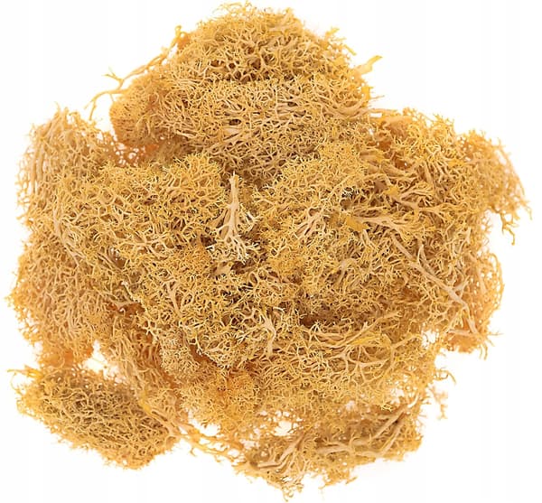Dekorativ renmossa ockra orange 30g