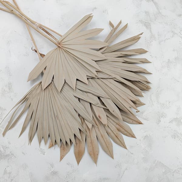 Palme Sol - Naturlig