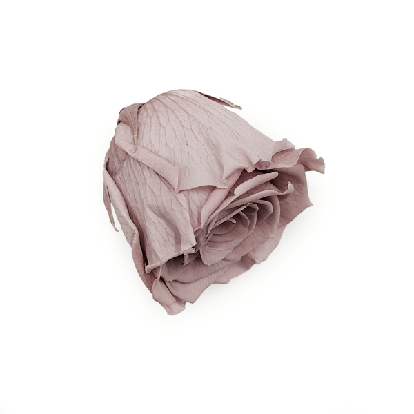 Stabiliserad rosé - Sandbeige - XL - 3 st