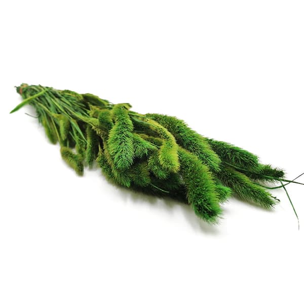 Setaria Stabilized Foxtail - (Setarea) - Vihreä