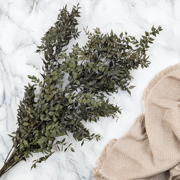 Kuivattu ruscus - (Ruscus) - Luonnollinen