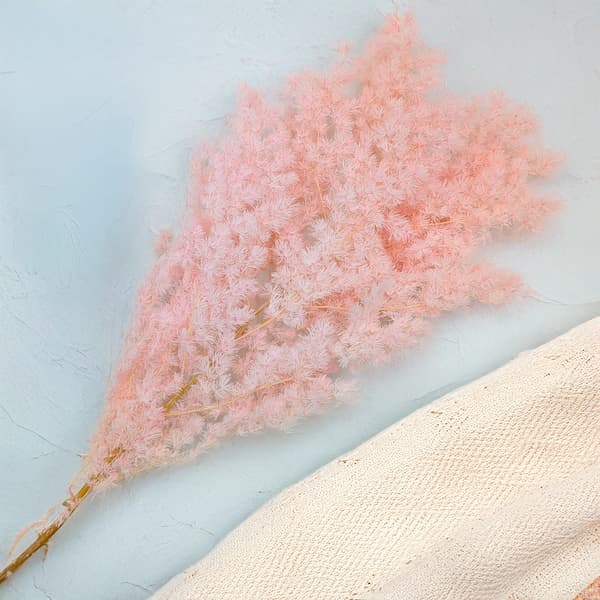 Stabiliseret asparges - Ming-bregne - Pastelrosa