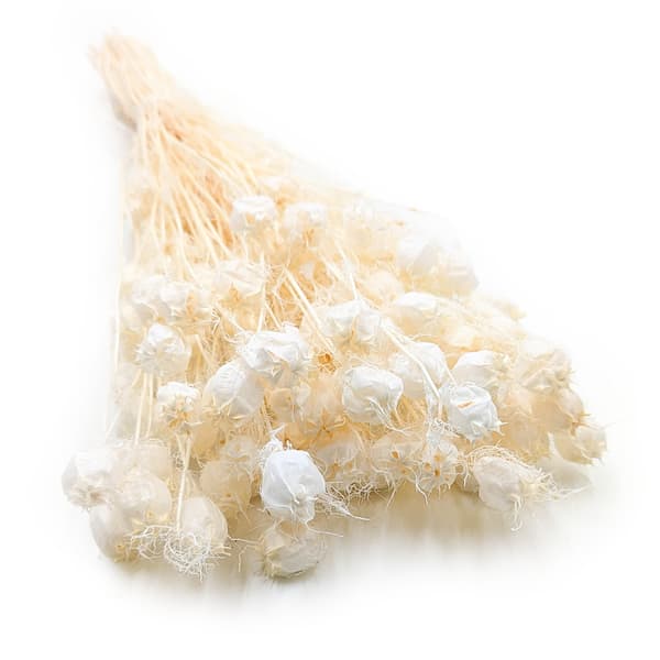 Tørret sort spidskommen - (Nigella Damascena) - Bleget
