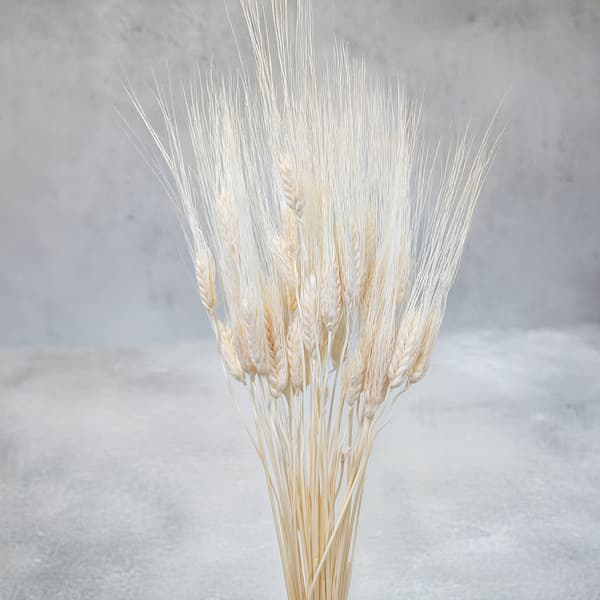 Tørret triticale - Ekstra bleget