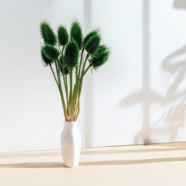 Kuivattu ohdake - (Teasel) - Vihreä